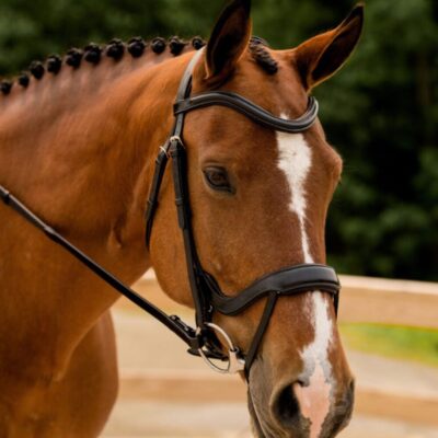 KL Select Arena Bridle - Weymouth - NO FLASH