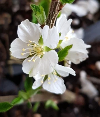 MONJARDINEXTRAORDINAIRE Prunus tomentosa 'Snovit' / Ragouminier blanc / Godet / Fruitier nain