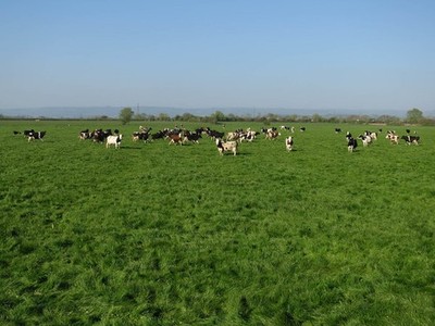 Foto 6x4 Kühe von Division Rhyne Lower Godney Sie wurden besorgniserregend freundlich c2017
