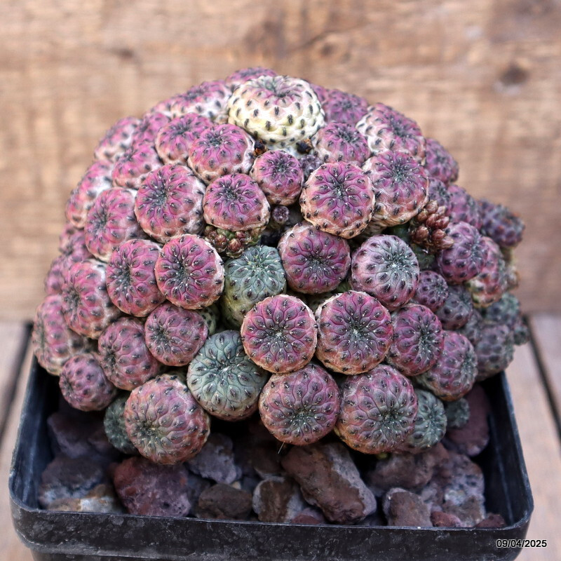 A8668 SULCOREBUTIA RAUSCHII VIOLACIDERMIS GRAFT pot12-H11