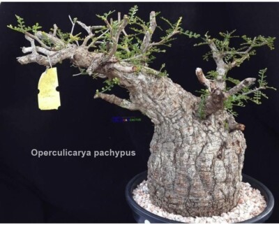 Pianta Succulenta Rara Operculicarya Pachypus – Coltivazione In Vaso – Decorazione Interna/esterna