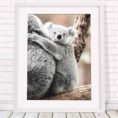 500605 Koala - Australian Native **** 16x12 WALL PRINT POSTER | eBay