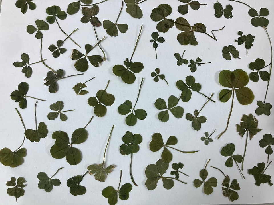 100 4-leaf Clovers Dried Pressed Craft, Art, St Patrick’s Day Gifts ...