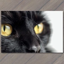 Art Print Black Cat Yellow Eyes Pet Unusual Cute Closeup Fun White Stare Feline