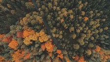 Landscape nature trees forest road fall aerial Custom Gaming Mat Desk