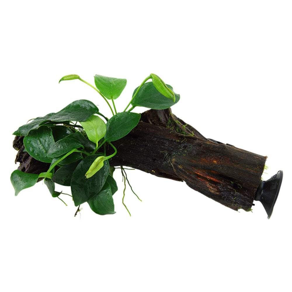 Tropica Anubias Barteri Var. Nana On Wood With Sucker - Live Aquarium Plant