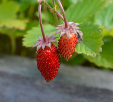 🍓 Live Alexandria