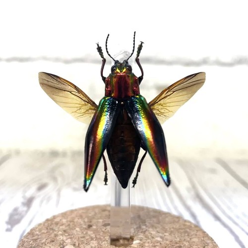 Escarabajo joya arco iris (Cyphogastra javanica) campana de vidrio de insectos cúpula exhibición insecto insecto insecto - Imagen 2 de 2