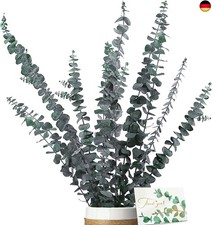 Eukalyptus Getrocknet - Nat&uuml;rliche Trockenblumen, 11 St&uuml;ck Set Enth&auml;lt Gr