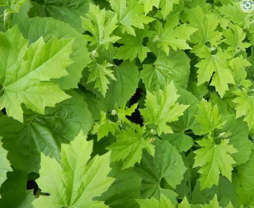 Herb plants, garden ready, 9cm pots lots of choice - Picture 249 of 298
