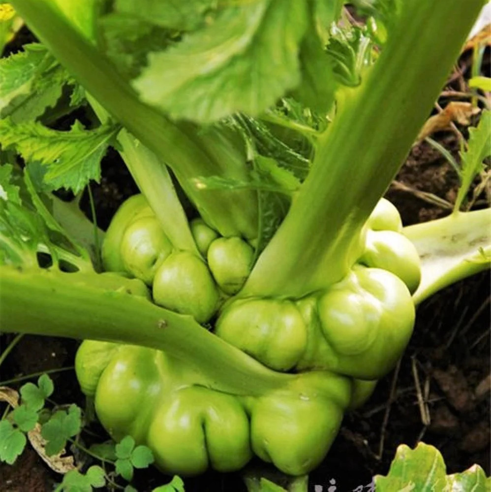 fertilizer for marijuanas plants U-Cann Herb Thrive Organic Cannabis Fertilizer: 5-4-5 - Step 2 main image 1