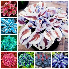 100Pcs Coleus Seeds – Rare Blue Foliage – Easy-to-Grow Ornamental for Garden
