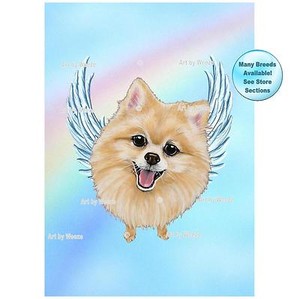 rainbow pomeranian