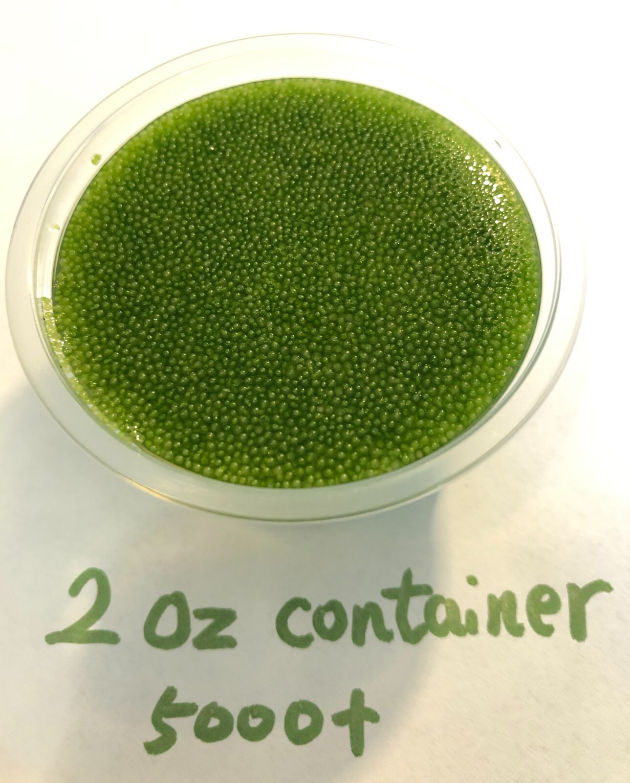 Bulk Wolffia sp. smallest flowering plant on earth, Floating, sustainable