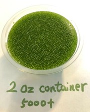 Bulk Wolffia sp. smallest flowering plant on earth, Floating, sustainable