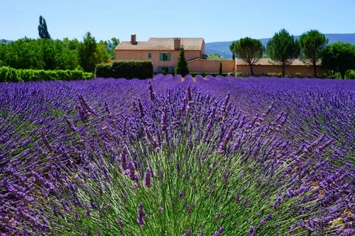 Lavender Vera English Wildflower Seeds - Lavandula angustifolia - B100