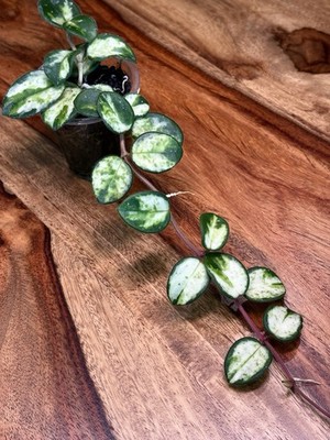 Hoya Mathilde Variegated