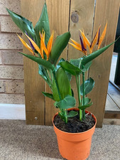 Strelitzia reginae Houseplant Bird Paradise 13cm pot artificial display flower