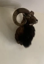 Top Class Quality Mouflon Sheep Shoulder Mount Taxidermy Ram sheep Ibex Head