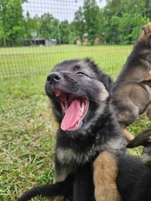 Digital Photography of a puppy Download/Printable Wall Art/Instant Download 