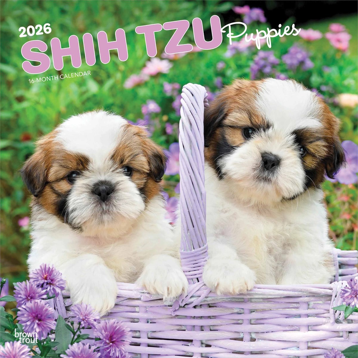 Shih Tzu Puppies Calendar 2026, Wall Calendars, Month To View, Dogs, Gift