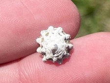 Panama Fossil Gastropod Crucibulum springoaleunae Miocene Shell Gatun Formation