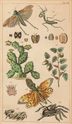 Antique copperplate around 1800 insects bird spider butterfly cricket engraving
