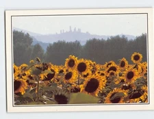 Postcard Beautiful Sunflower Fields