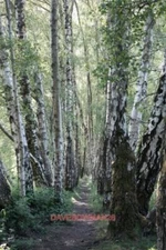 PHOTO  NAILBRIDGE BIRCH TREES A STRIKING ASSEMBLAGE OF SILVER BIRCH AND DOWNY BI