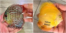 Pack Of 2 - 3.5  - 4  Live Discus Aquarium Fish - Express Shipping
