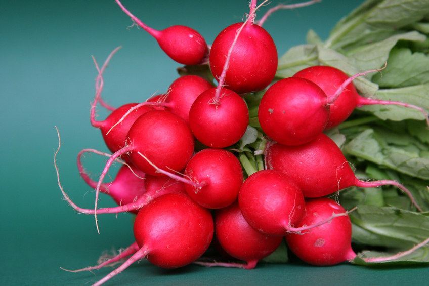 ORGANIC RADISH CHERRY BELLE  300 SEEDS