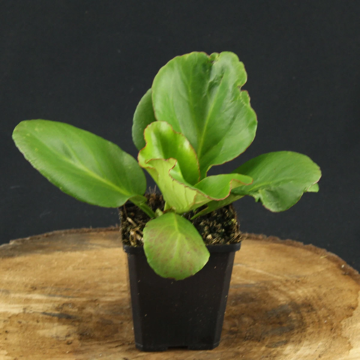 glücksfeder lateinisch Glücksfeder XL | Zamioculcas zamiifolia main image 1
