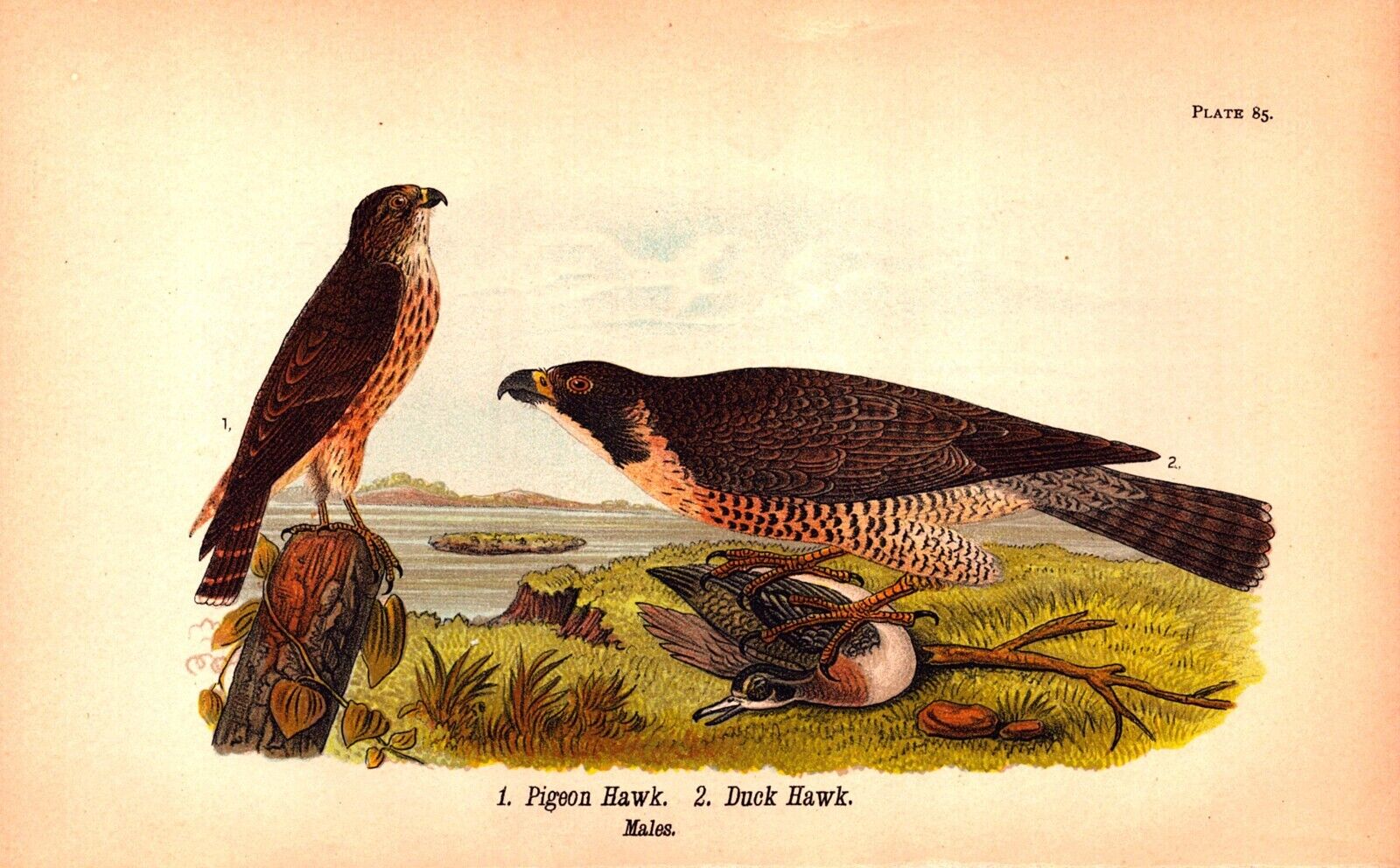PIGEON HAWK-DUCK HAWK Antique Original Bird Chromolithograph 1890
