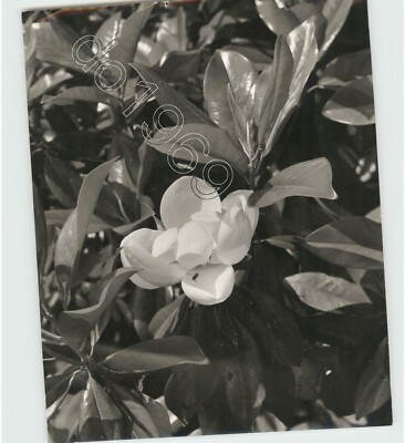 Flower Blooming on MAGNOLIA TREE Foliage Nature Spring Beauty 1950s Press Photo