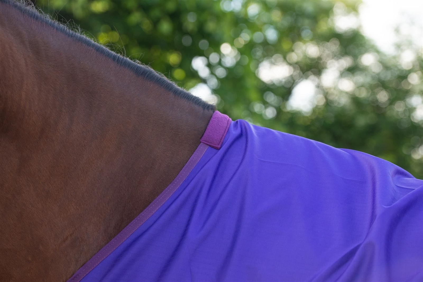 Outdoor Medium weight Turnout Rug 100g Filling Wateproof Regular Neck