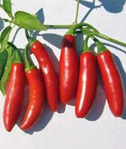 PEPPER SEED, SERRANO, HEIRLOOM, ORGANIC, NON GMO, 20+ SEEDS, HOT CHILLE PEPPERS