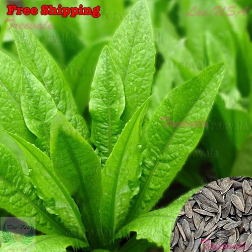 You Mai Cai, Youmai, Youmaicai, Lettuce Indian Long, Sword Lettuce