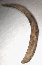 Ice Age Mammoth or Mastodon Rib