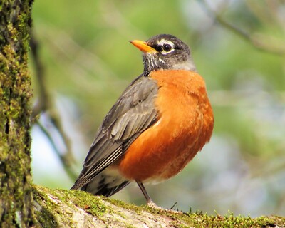 American Robin - Turdus Migratorius - Nature Photography