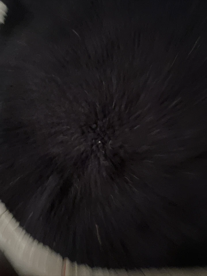 Chaleco Fabdog BAD DOG CLUB Cuero Sintético Bull Dog Negro Grande Foto 4 de 4