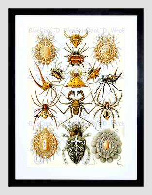 66TH PLATE ERNST HAECKEL KUNSTFORMEN DER NATUR BLACK FRAMED ART PRINT B12X4295