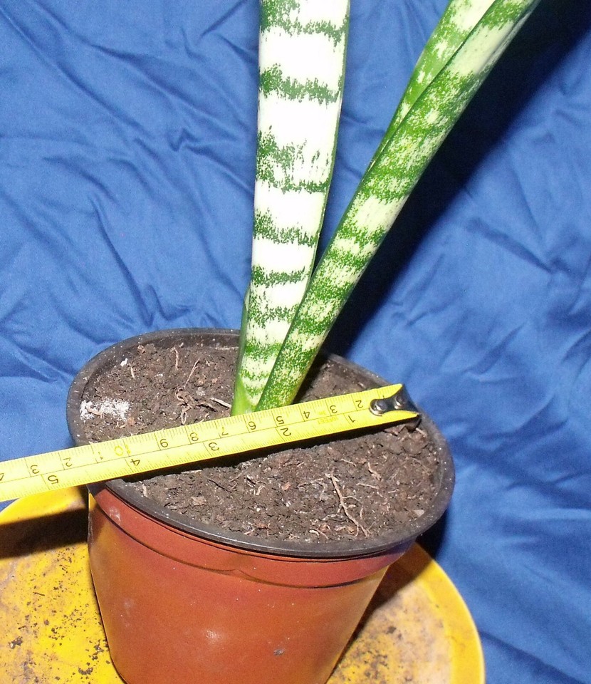 Air purifier plant Adult Variegated Sansevieria Plant Mother In Law's