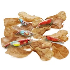 SunGrow 50 Pcs Mini Catappa Indian Almond Leaves for Shrimp Aquariums,