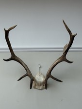 Antlers , Red Deer Stag Antlers Horns Large
