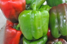 California Wonder Bell Pepper Seeds  NON-GMO  Heirloom  20 Seeds