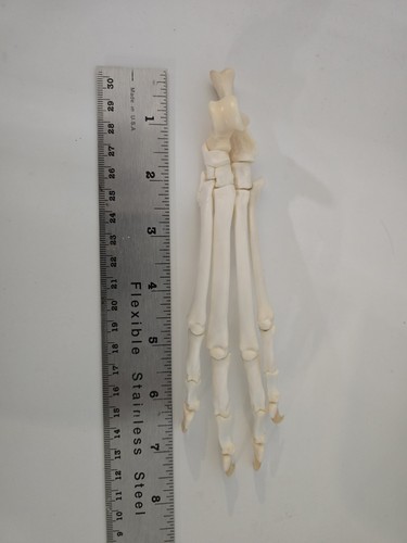 Articulated Bobcat Back Leg Paw