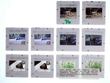 5 Charley Van Pelt Stereo slide pairs Animals of the World - 76