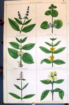Alte Beton Hanf Brennnessel Pfefferminze Efeu Erzengel um 1850 Botanik Clark He viktorianisch