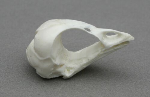 Réplique crâne d'oiseau poussin d'un jour taxidermie cadeau inhabituel steampunk Pâques  - Photo 1/4