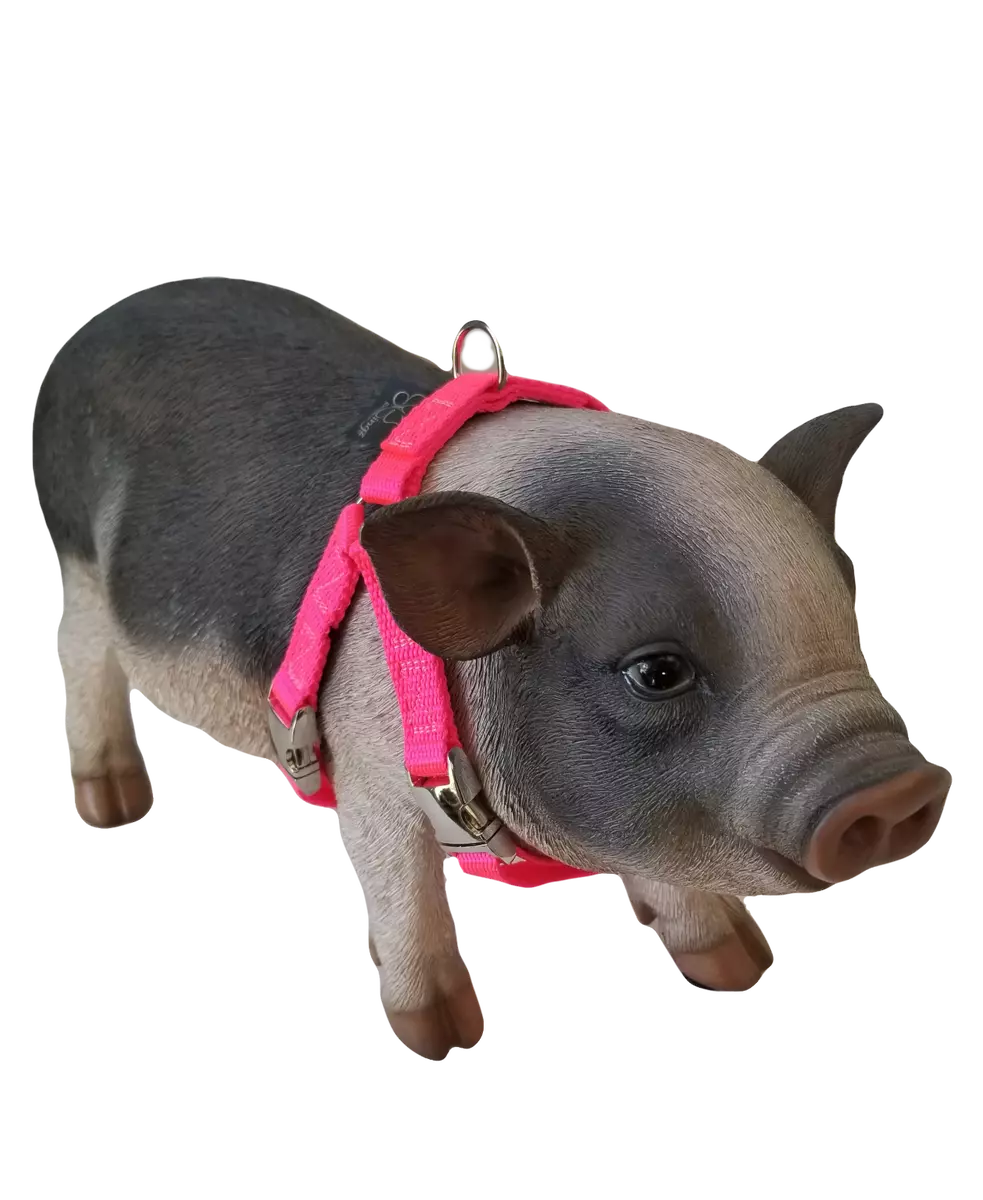 Mini potbelly sales